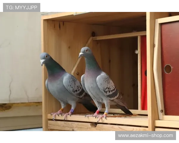 提升ag真人网登录线路稳定性的方法,保障玩家全天候畅享游戏乐趣 提升ag真人网登录线路稳定性的方法,保障玩家全天候畅享游戏乐趣